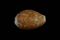 藏品(紅花寶螺)的圖片